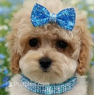 ABBI – Maltipoo puppy for sale in Fayetteville, AR