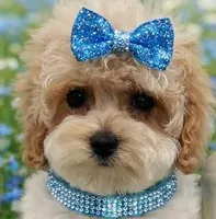 ABBI, a female Maltipoo for sale in Fayetteville, AR – Photo 1 of 5