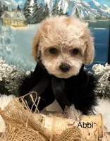 ABBI, a female Maltipoo for sale in Fayetteville, AR – Photo 2 of 5