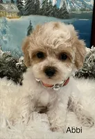 ABBI, a female Maltipoo for sale in Fayetteville, AR – Photo 4 of 5