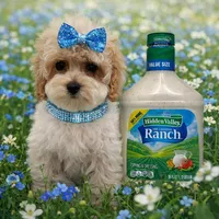 ABBI, a female Maltipoo for sale in Fayetteville, AR – Photo 3 of 5