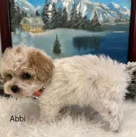 ABBI, a female Maltipoo for sale in Fayetteville, AR – Photo 3 of 5