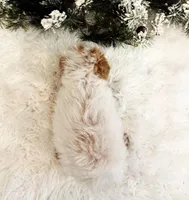 ABBI, a female Maltipoo for sale in Fayetteville, AR – Photo 5 of 5