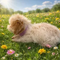 ABBI, a female Maltipoo for sale in Fayetteville, AR – Photo 5 of 5