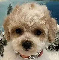 ABBI, a female Maltipoo for sale in Fayetteville, AR – Photo 1 of 5
