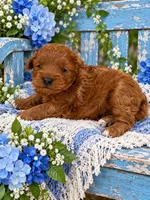 MURPHY, a male Maltipoo for sale in Fayetteville, AR – 3 of 5
