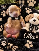 OLLIE, a male Maltipoo for sale in Fayetteville, AR – 4 of 4