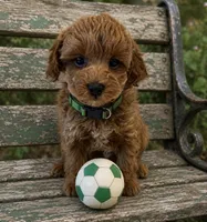 Chase , a male Maltipoo for sale in Fayetteville, AR – 4 of 5