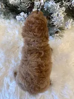 AMBER, a female Maltipoo for sale in Fayetteville, AR – Photo 5 of 5