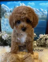 AMBER, a female Maltipoo for sale in Fayetteville, AR – Photo 4 of 5