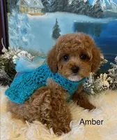 AMBER, a female Maltipoo for sale in Fayetteville, AR – Photo 3 of 5