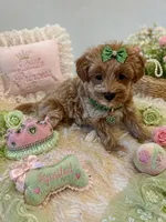 HAZEL, a female Maltipoo for sale in Fayetteville, AR – 2 of 5