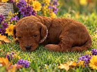 NIKKI LOU, a female Maltipoo for sale in Fayetteville, AR – 3 of 5