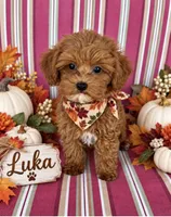 LUKA, a male Maltipoo for sale in Fayetteville, AR – 5 of 5