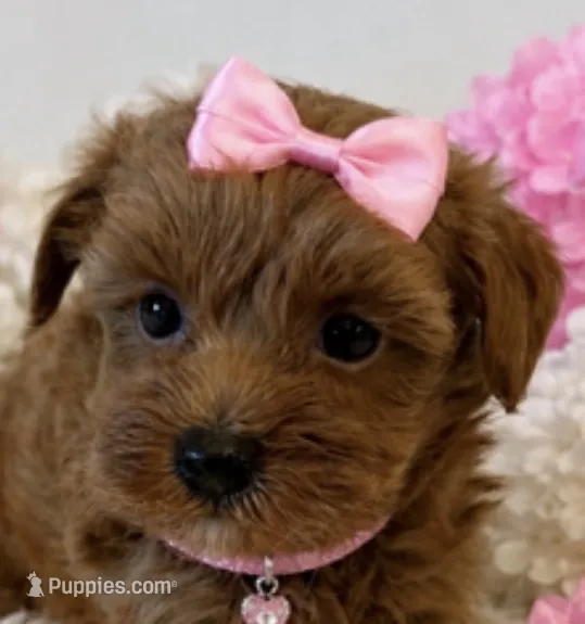 LUCY – Maltipoo puppy for sale in Fayetteville, AR