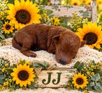 J J , a male Maltipoo for sale in Fayetteville, AR – 4 of 5