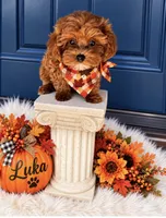 LUKA, a male Maltipoo for sale in Fayetteville, AR – 2 of 5