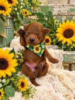 J J , a male Maltipoo for sale in Fayetteville, AR – 3 of 5