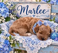MARLEE, a female Maltipoo for sale in Fayetteville, AR – 5 of 5