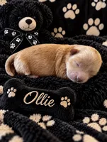 OLLIE, a male Maltipoo for sale in Fayetteville, AR – 3 of 4
