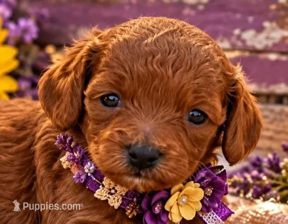 NIKKI LOU – Maltipoo puppy for sale in Fayetteville, AR
