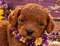 NIKKI LOU, a female Maltipoo for sale in Fayetteville, AR – 1 of 5