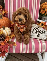 Chase , a male Maltipoo for sale in Fayetteville, AR – 3 of 5