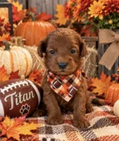 TITAN, a male Maltipoo for sale in Fayetteville, AR – 2 of 6