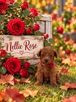 NELLIE ROSE, a female Maltipoo for sale in Fayetteville, AR – 2 of 5