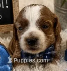 SCOTT – Maltipoo puppy for sale in Fayetteville, AR