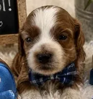 SCOTT, a male Maltipoo for sale in Fayetteville, AR – 1 of 4