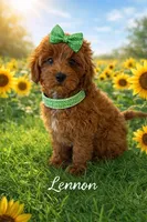 LENNON on HOLD, a female Maltipoo for sale in Fayetteville, AR – Photo 2 of 5