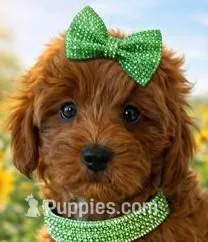 LENNON on HOLD – Maltipoo puppy for sale in Fayetteville, AR