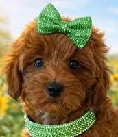 LENNON on HOLD, a female Maltipoo for sale in Fayetteville, AR – Photo 1 of 5