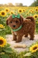 LENNON on HOLD, a female Maltipoo for sale in Fayetteville, AR – Photo 5 of 5