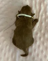 LENNON, a female Maltipoo for sale in Fayetteville, AR – Photo 2 of 5