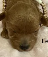 LENNON, a female Maltipoo for sale in Fayetteville, AR – Photo 1 of 5