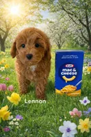 LENNON on HOLD, a female Maltipoo for sale in Fayetteville, AR – Photo 3 of 5