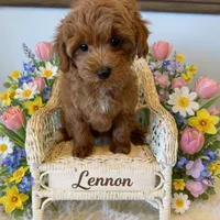 LENNON on HOLD, a female Maltipoo for sale in Fayetteville, AR – Photo 4 of 5