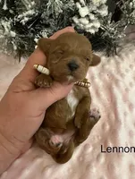 LENNON, a female Maltipoo for sale in Fayetteville, AR – Photo 4 of 5