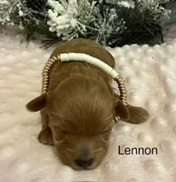 LENNON, a female Maltipoo for sale in Fayetteville, AR – Photo 3 of 5