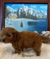BRIXSYN RED, a female Maltipoo for sale in Fayetteville, AR – Photo 5 of 5