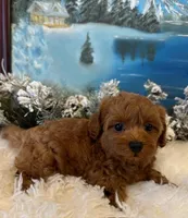 BRIXSYN RED, a female Maltipoo for sale in Fayetteville, AR – Photo 3 of 5