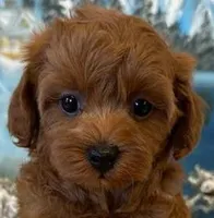 BRIXSYN RED, a female Maltipoo for sale in Fayetteville, AR – Photo 1 of 5