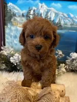 BRIXSYN RED, a female Maltipoo for sale in Fayetteville, AR – Photo 4 of 5