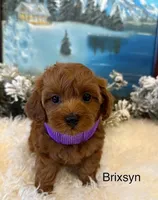 BRIXSYN RED, a female Maltipoo for sale in Fayetteville, AR – Photo 2 of 5