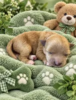 BENNY, a male Maltipoo for sale in Fayetteville, AR – 4 of 4