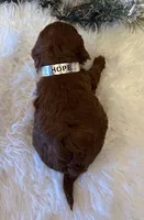 HOPE, a female Maltipoo for sale in Fayetteville, AR – Photo 2 of 5