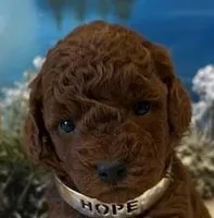HOPE, a female Maltipoo for sale in Fayetteville, AR – Photo 1 of 5