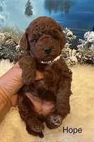 HOPE, a female Maltipoo for sale in Fayetteville, AR – Photo 5 of 5